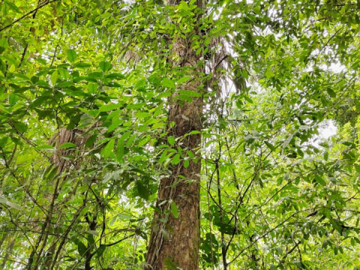 Dussia atropurpurea (Frijolón)