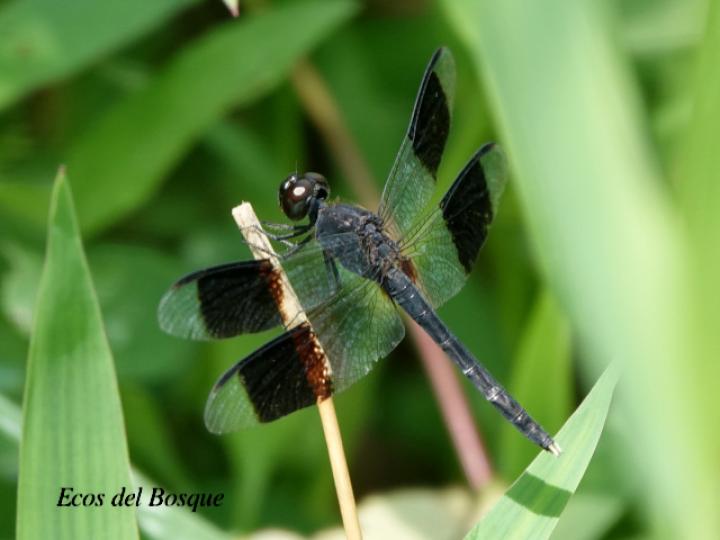 Erythrodiplax funerea (Rayadora de alas negras)