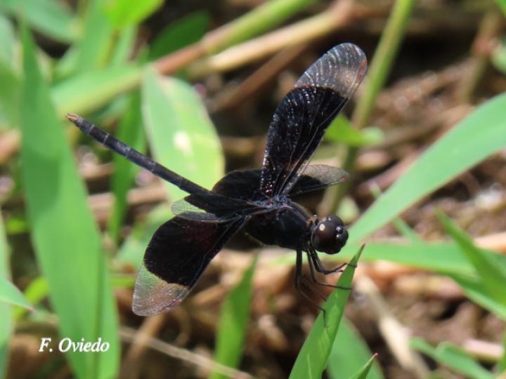 Erythrodiplax funerea (Rayadora de alas negras)