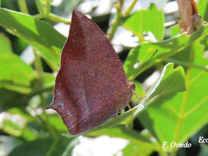 Fountainea eurypyle confusa (Ala de hoja puntiaguda)