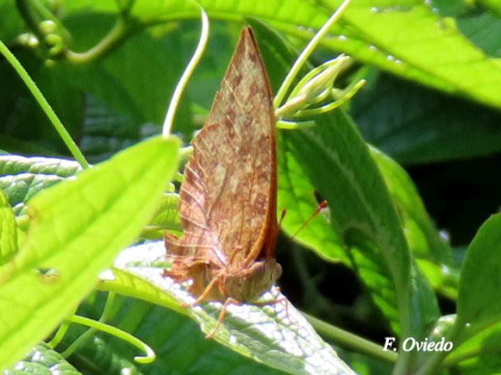 Fountainea eurypyle confusa (Ala de hoja puntiaguda)