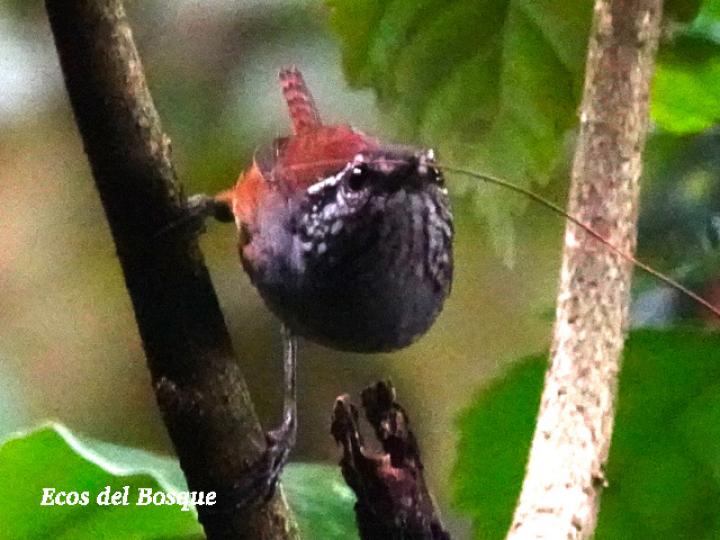 Henicorhina leucophrys (Soterrey de selva pechigrís)