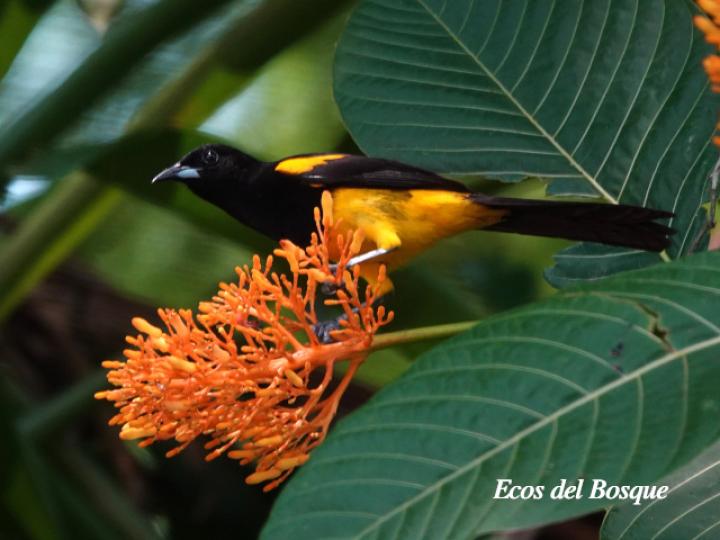 Icterus prosthemelas (Bolsero capuchinegro)
