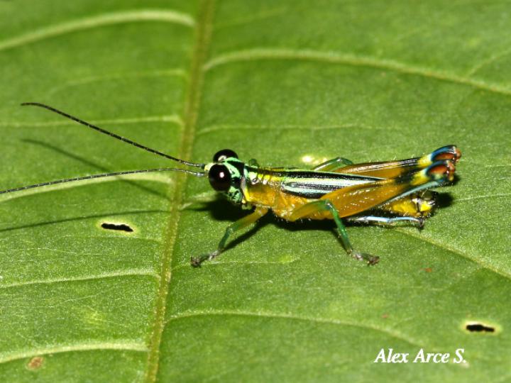 Leioscapheus gracilicornis