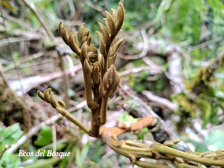 Lonchocarpus ferrugineus (Comenegro, Pava)