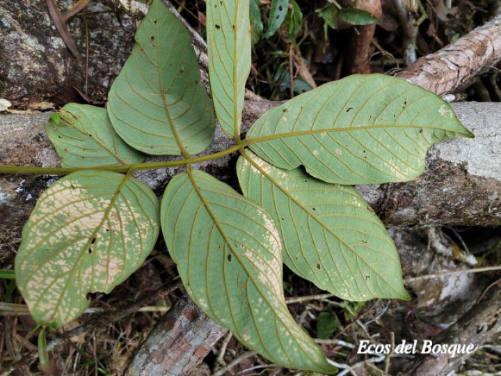 Lonchocarpus ferrugineus (Comenegro, Pava)