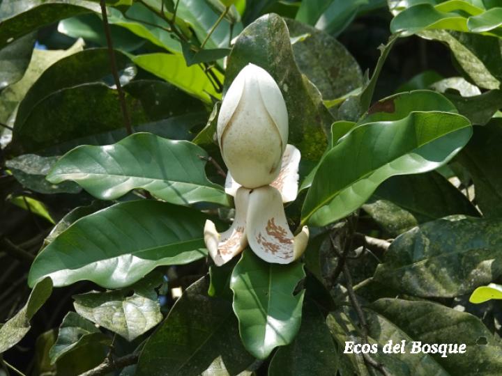 Magnolia gloriensis (Magnolia, Anonillo)