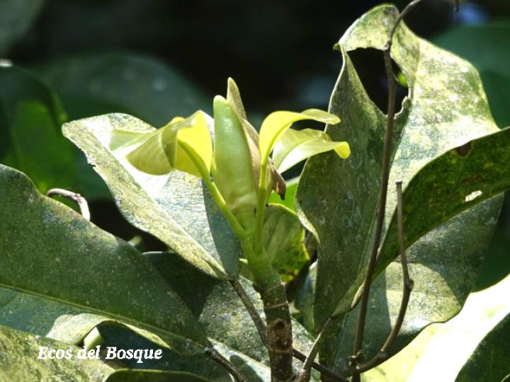 Magnolia gloriensis (Magnolia, Anonillo)