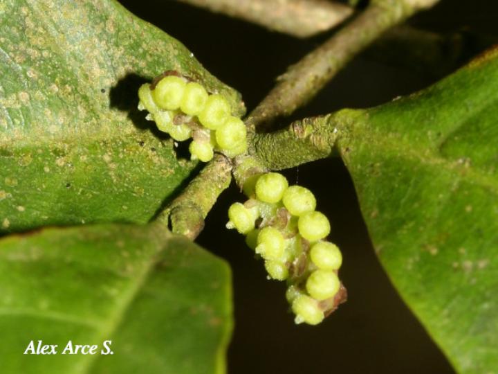 Mollinedia costaricensis (Limoncillo)