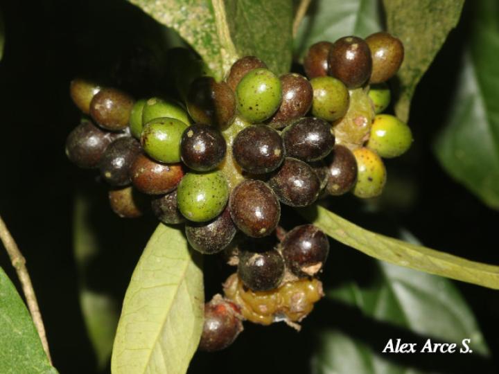 Mollinedia costaricensis (Limoncillo)