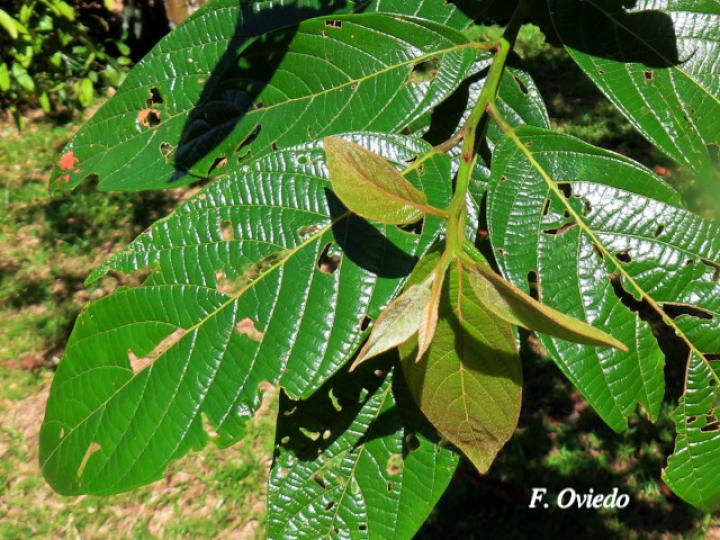 Nectandra reticulata (Aguacatillo)