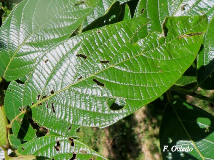 Nectandra reticulata (Aguacatillo)