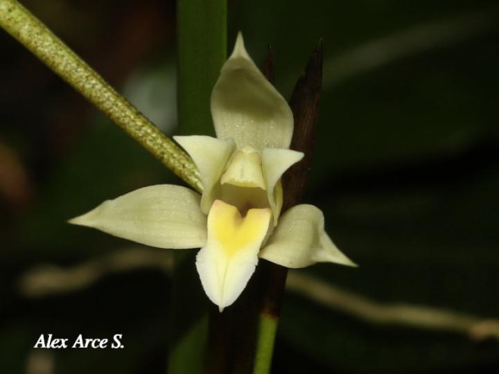 Nidema boothii