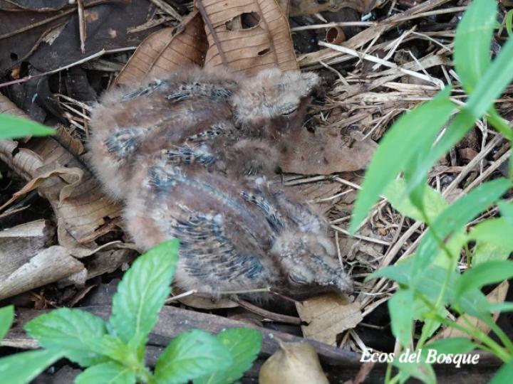 Nyctidromus albicollis (Cuyeo, tapacaminos)