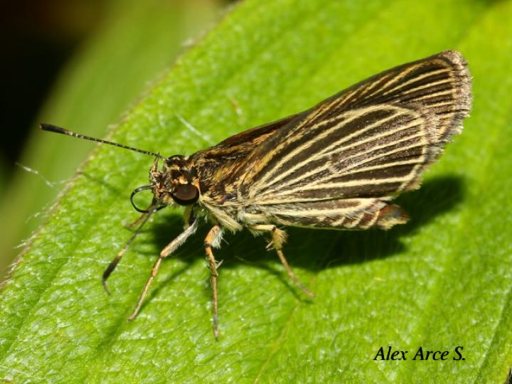 Parphorus storax storax