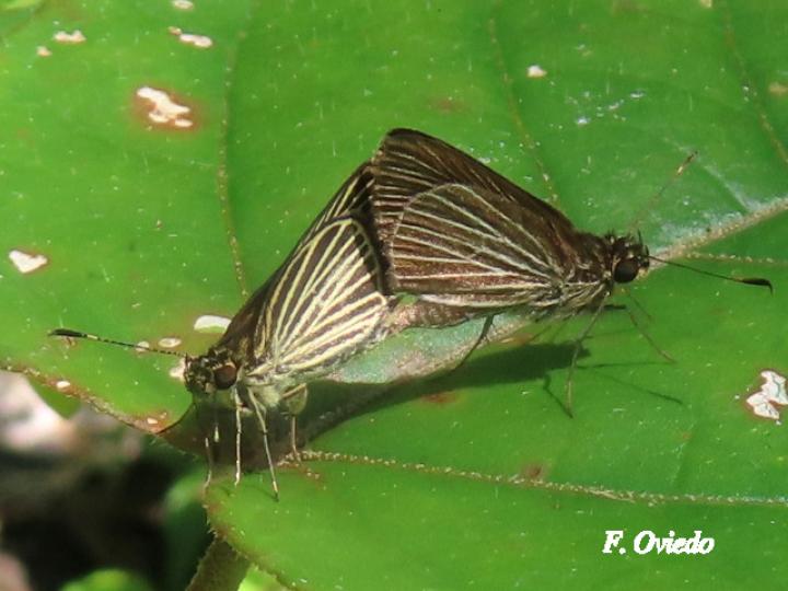 Parphorus storax storax