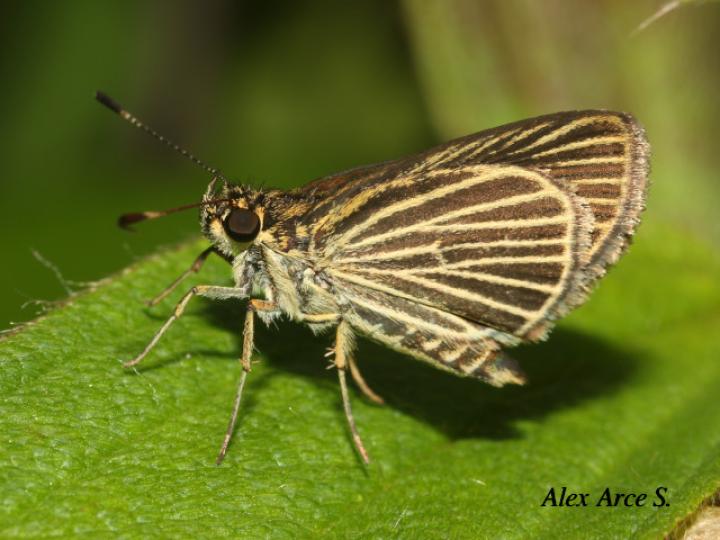 Parphorus storax storax