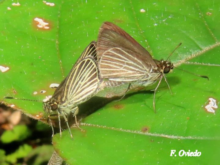 Parphorus storax storax