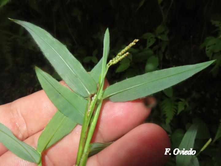 Paspalum decumbens