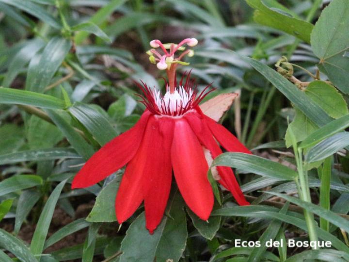 Passiflora vitifolia (Pasionaria escarlata)