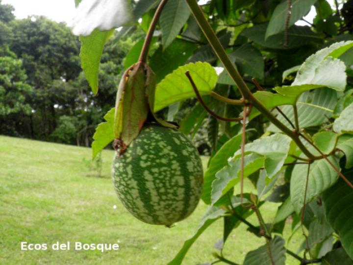 Passiflora vitifolia (Pasionaria escarlata)