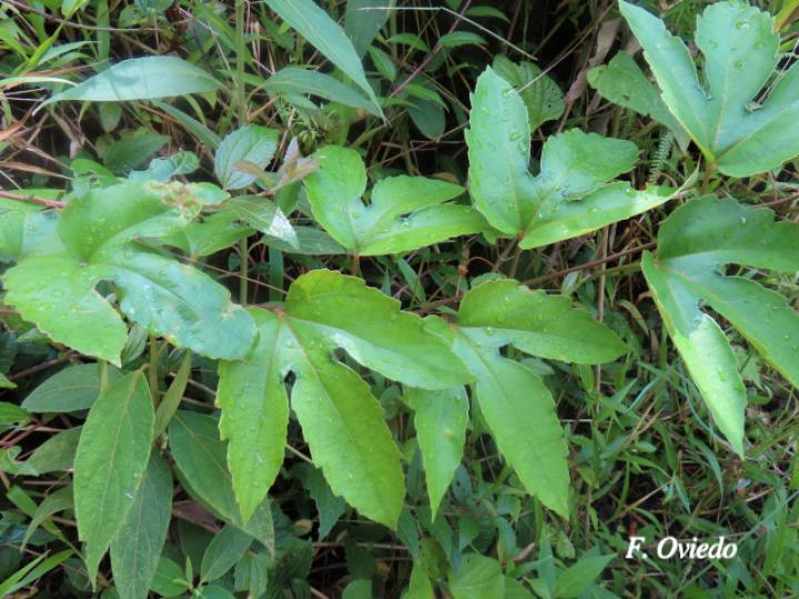 Passiflora vitifolia (Pasionaria escarlata)
