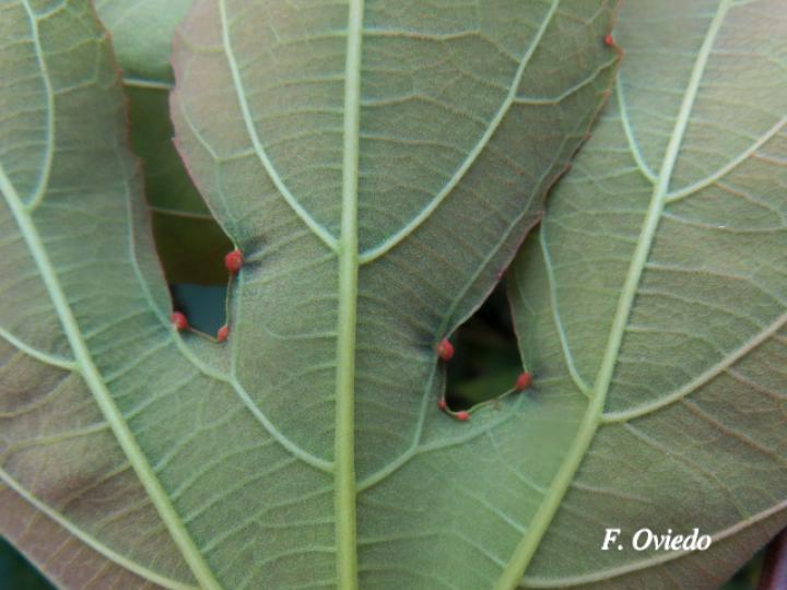 Passiflora vitifolia (Pasionaria escarlata)
