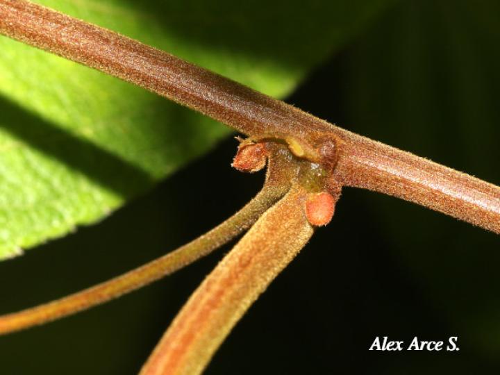 Passiflora vitifolia (Pasionaria escarlata)