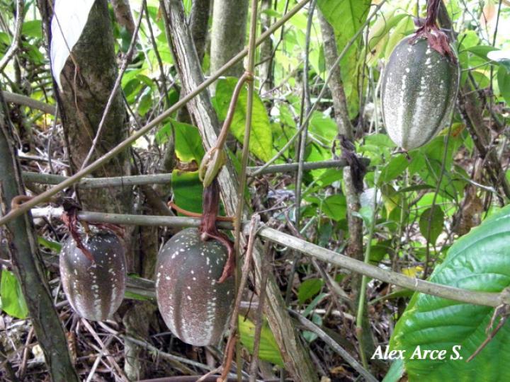 Passiflora vitifolia (Pasionaria escarlata)
