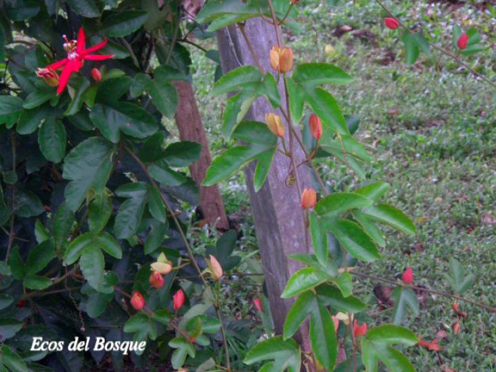 Passiflora vitifolia (Pasionaria escarlata)