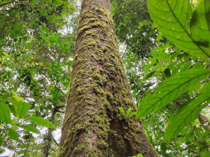 Persea americana (Aguacate)