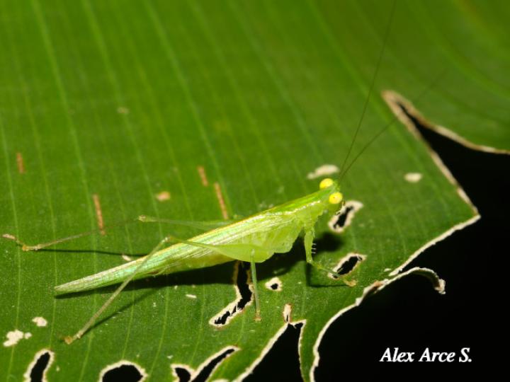 Phlugis sp Individuo4