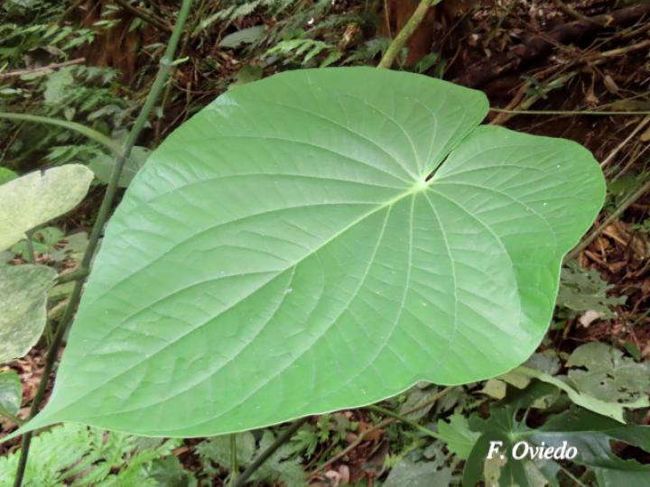 Piper paulowniifolium