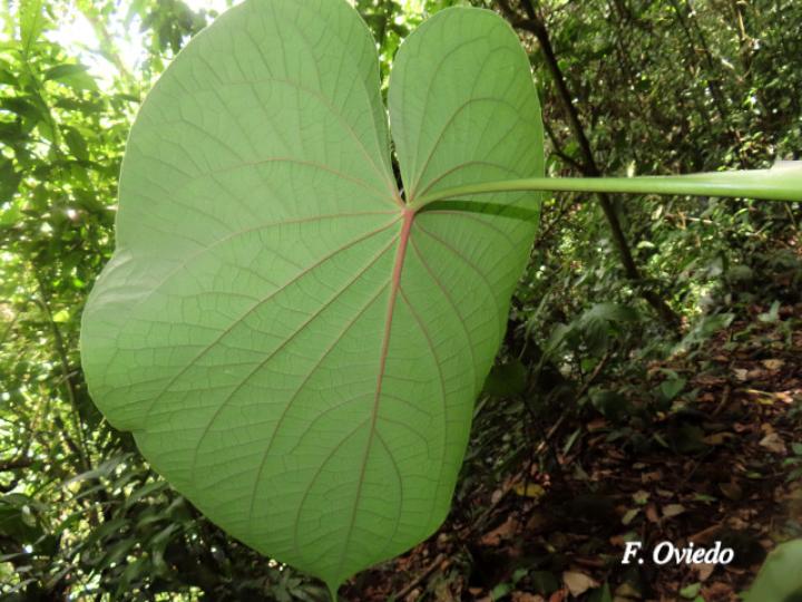Piper paulowniifolium