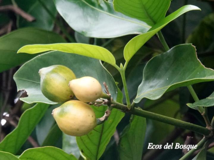 Posoqueria robusta Posoqueria robusta