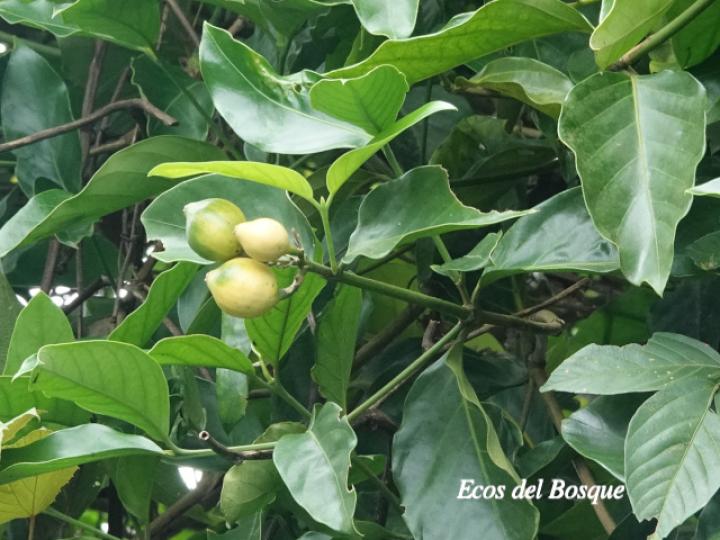 Posoqueria robusta Posoqueria robusta