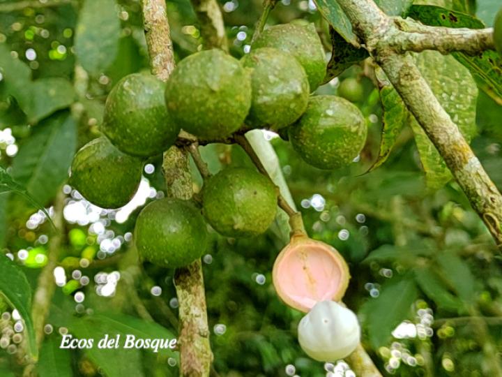 Protium glabrum (Alcanfor, canfinillo, copal)