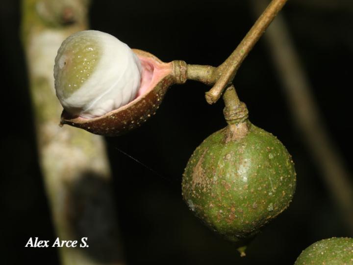 Protium glabrum (Alcanfor, canfinillo, copal)