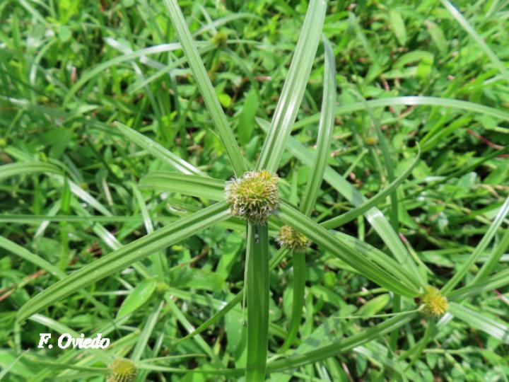 Rhynchospora cephalotes (Botoncillo)