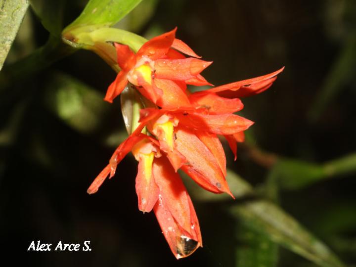 Scaphyglottis imbricata