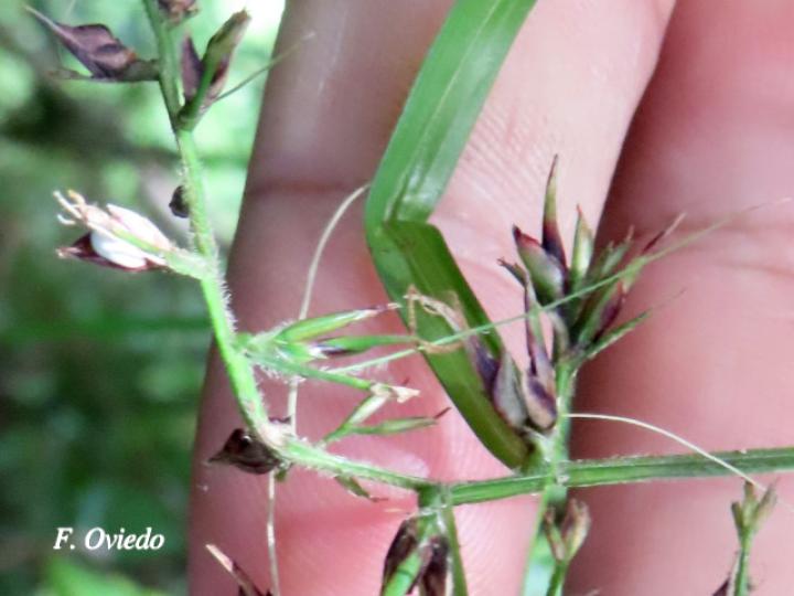 Scleria secans (Navajuela)