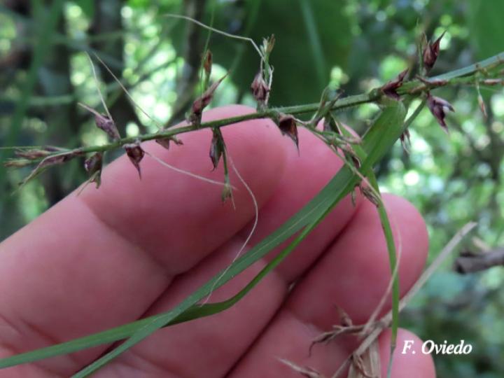 Scleria secans (Navajuela)