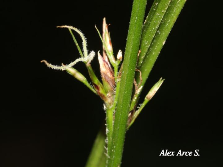 Scleria secans (Navajuela)