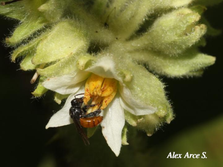 Solanum candidum (Huevos de perro)