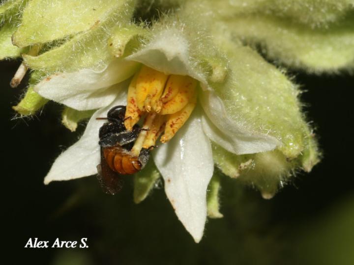 Solanum candidum (Huevos de perro)