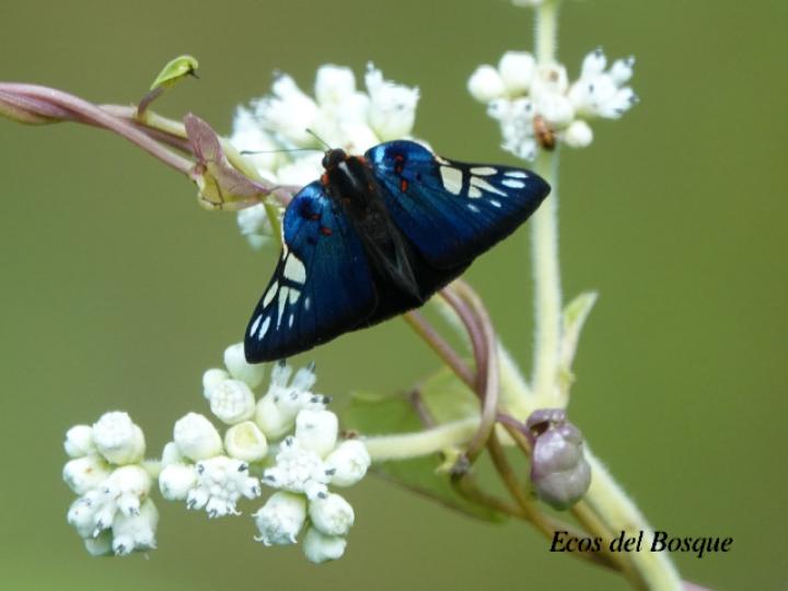 Symmachia accusatrix (Mariposa festiva)