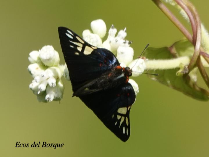 Symmachia accusatrix (Mariposa festiva)