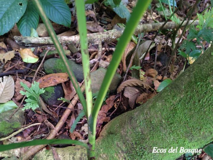 Chamaedorea tepejilote (Pacaya)