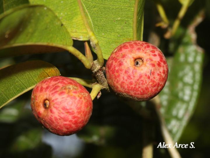 Ficus pertusa Ficus pertusa