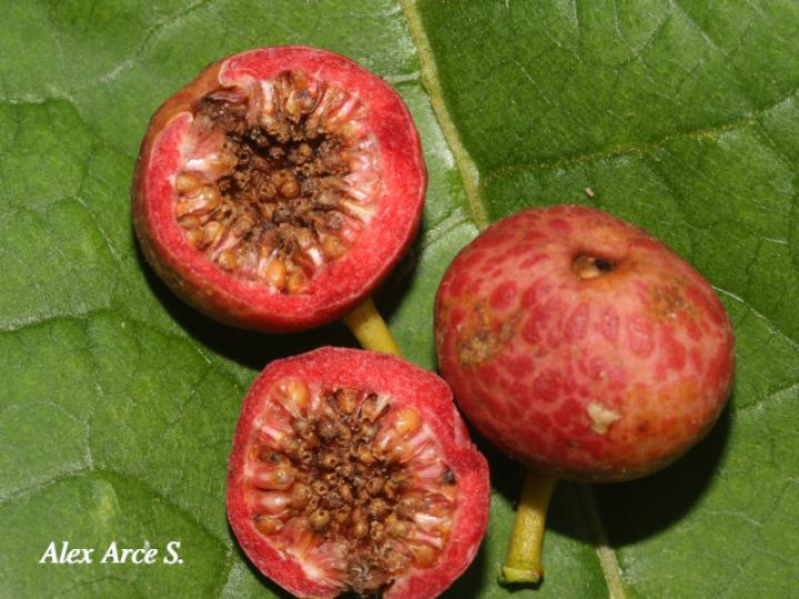 Ficus pertusa Ficus pertusa
